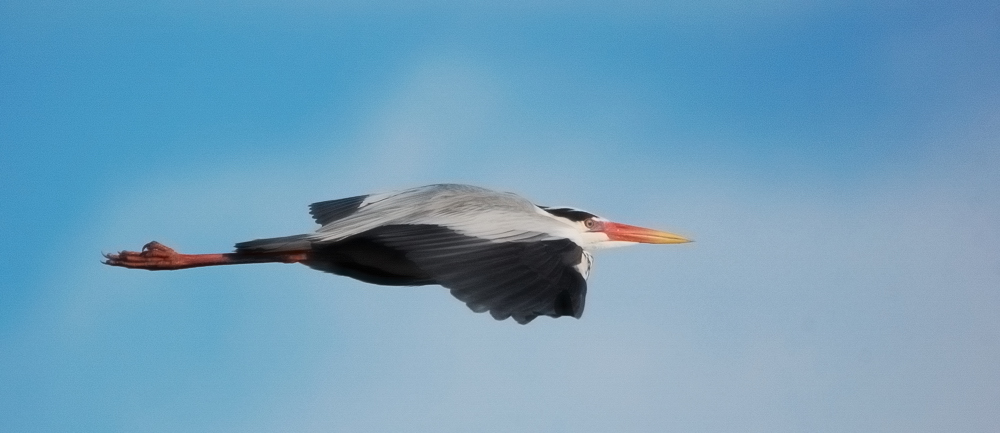 Scatti dalla Camargue